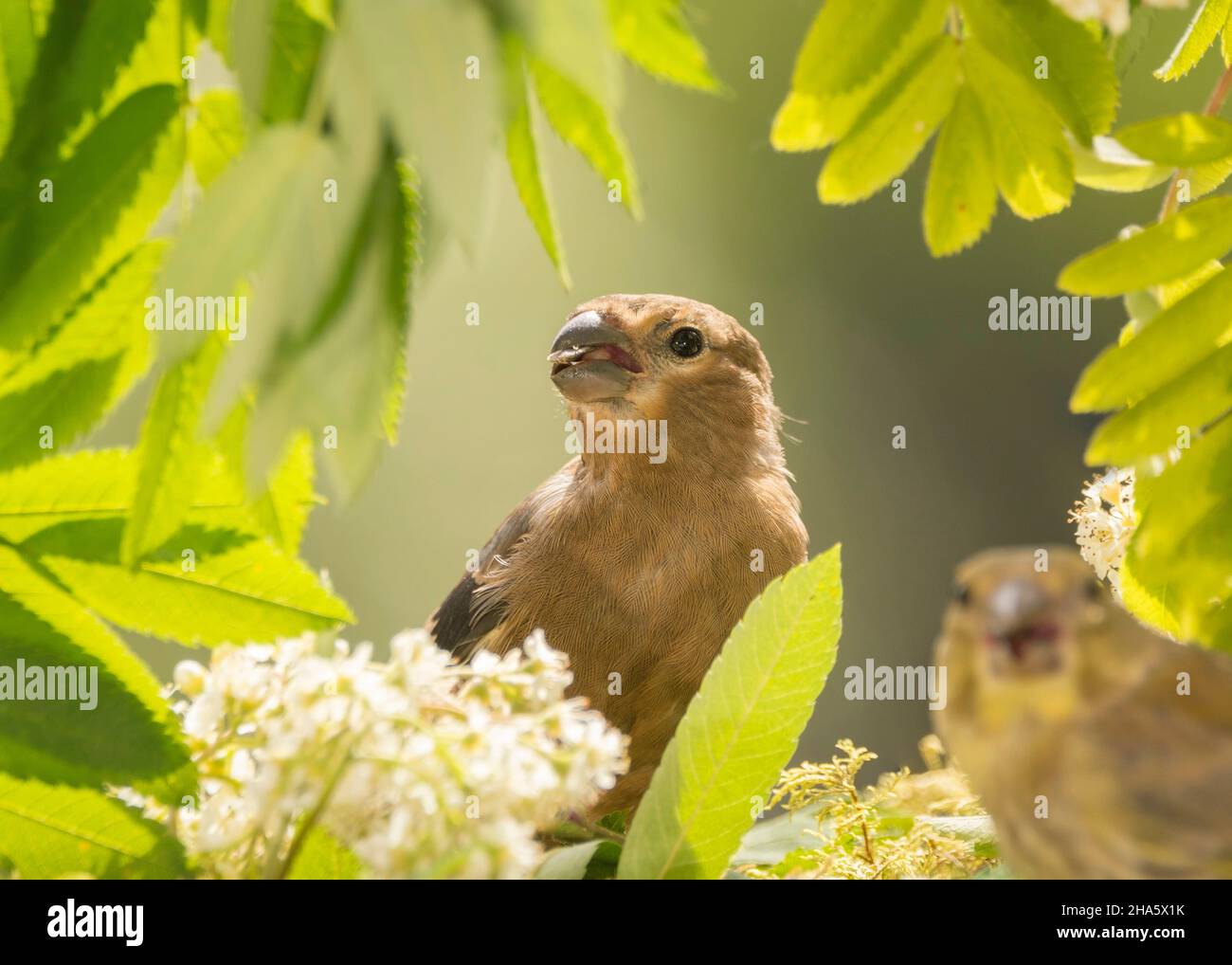 close up of young bullfinch standing between flowers and leaves Stock Photo