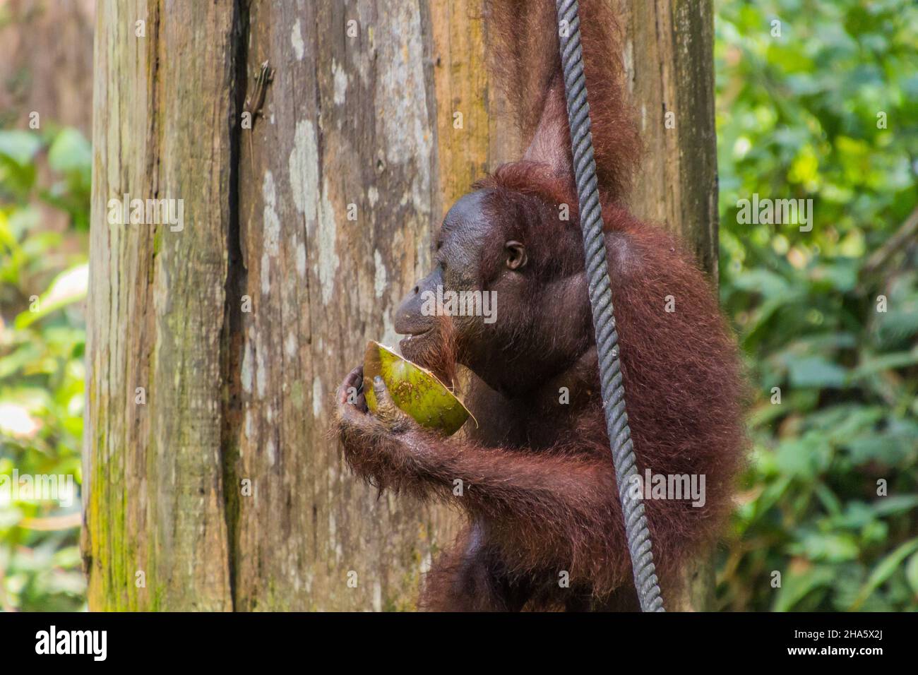 Bornean orangutan Pongo pygmaeus eating coconut in Sepilok Orangutan Rehabilitation Centre, Borneo island, Malaysia Stock Photo