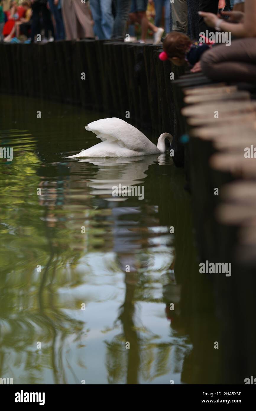 beautiful clean white swan swims in a clear lake Stock Photo