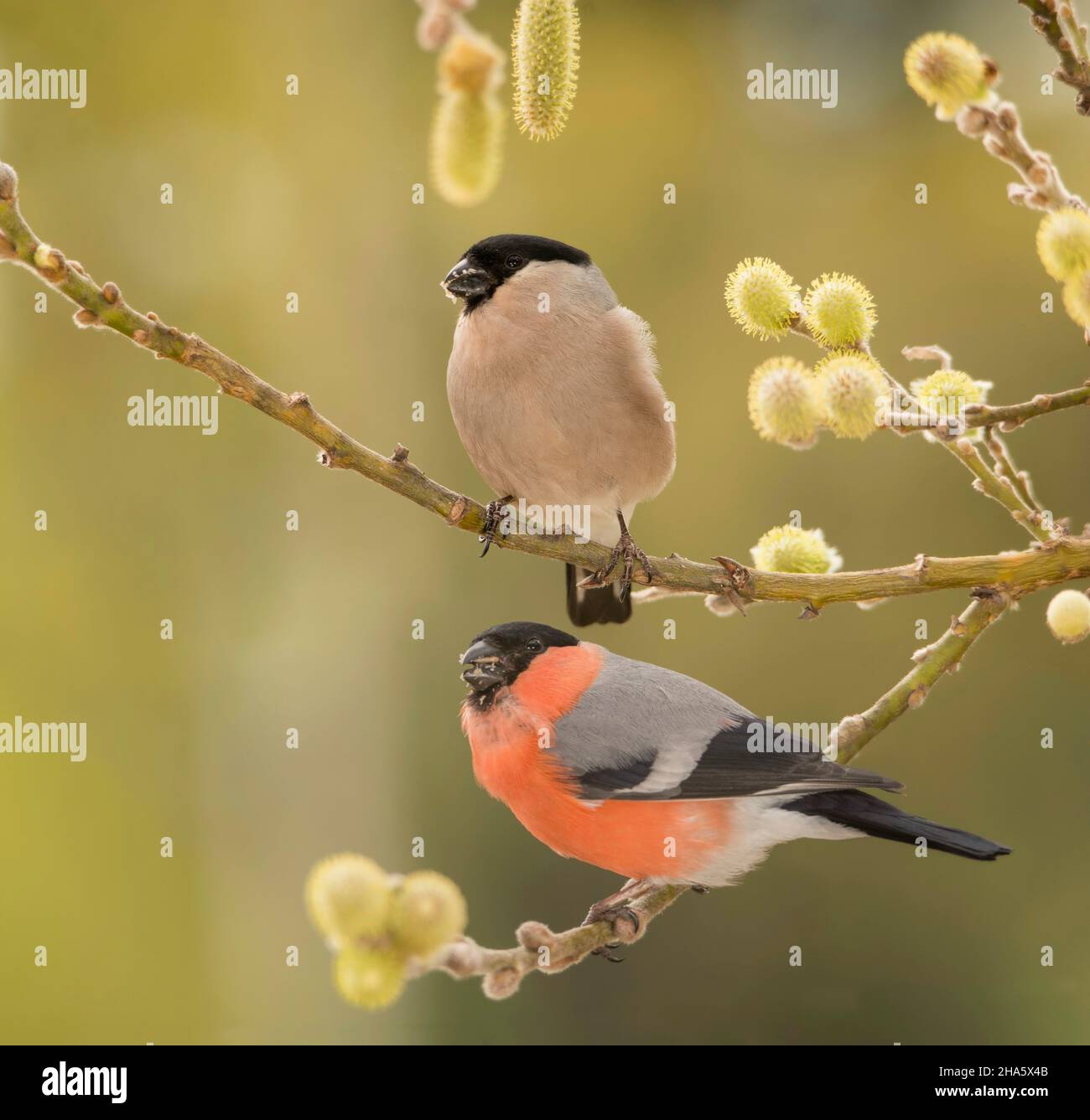 profile of male and female bullfinch standing on branch with flowers of willow Stock Photo