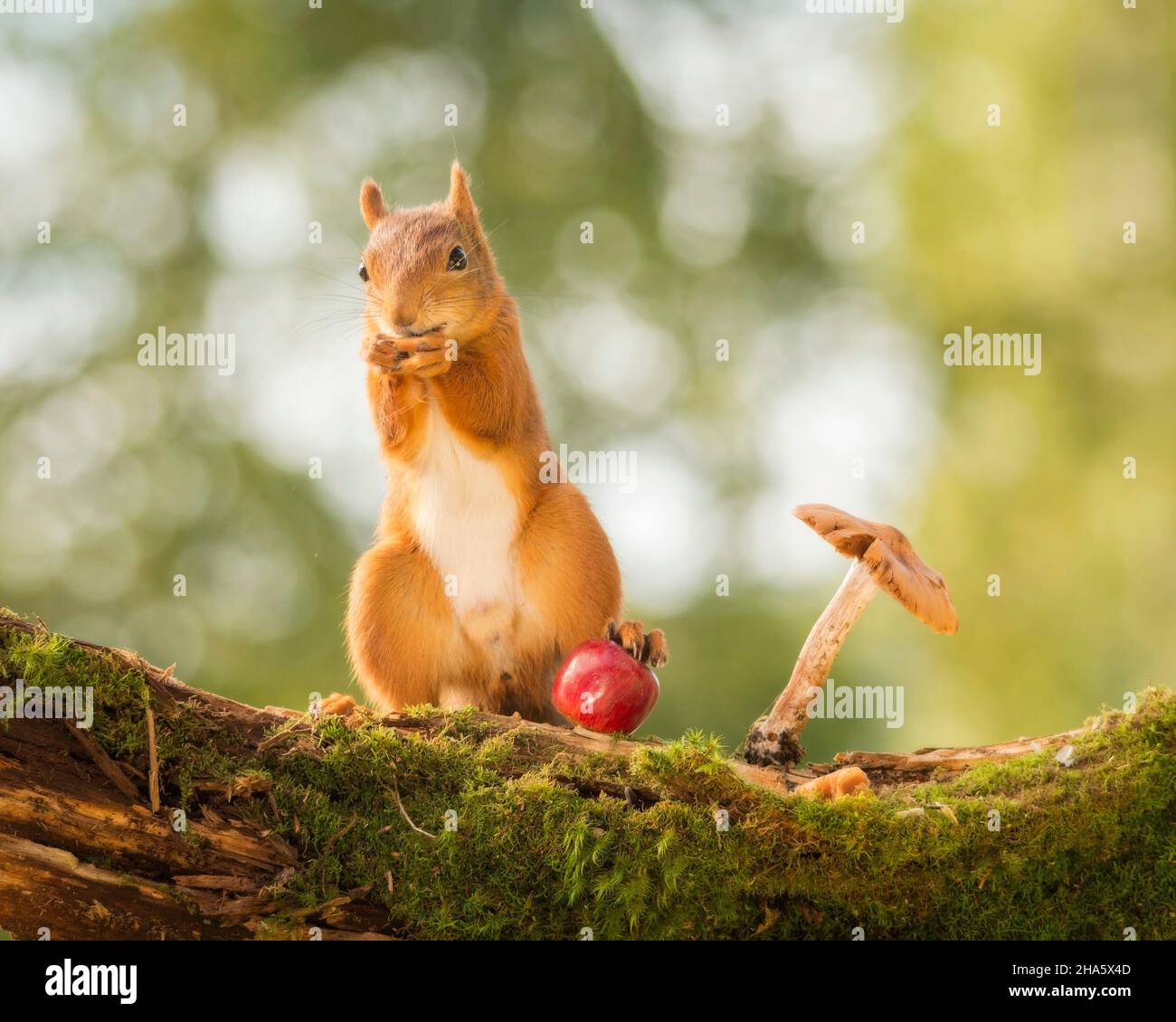 red squirrel standing with one feet on apple with mushroom beside Stock Photo