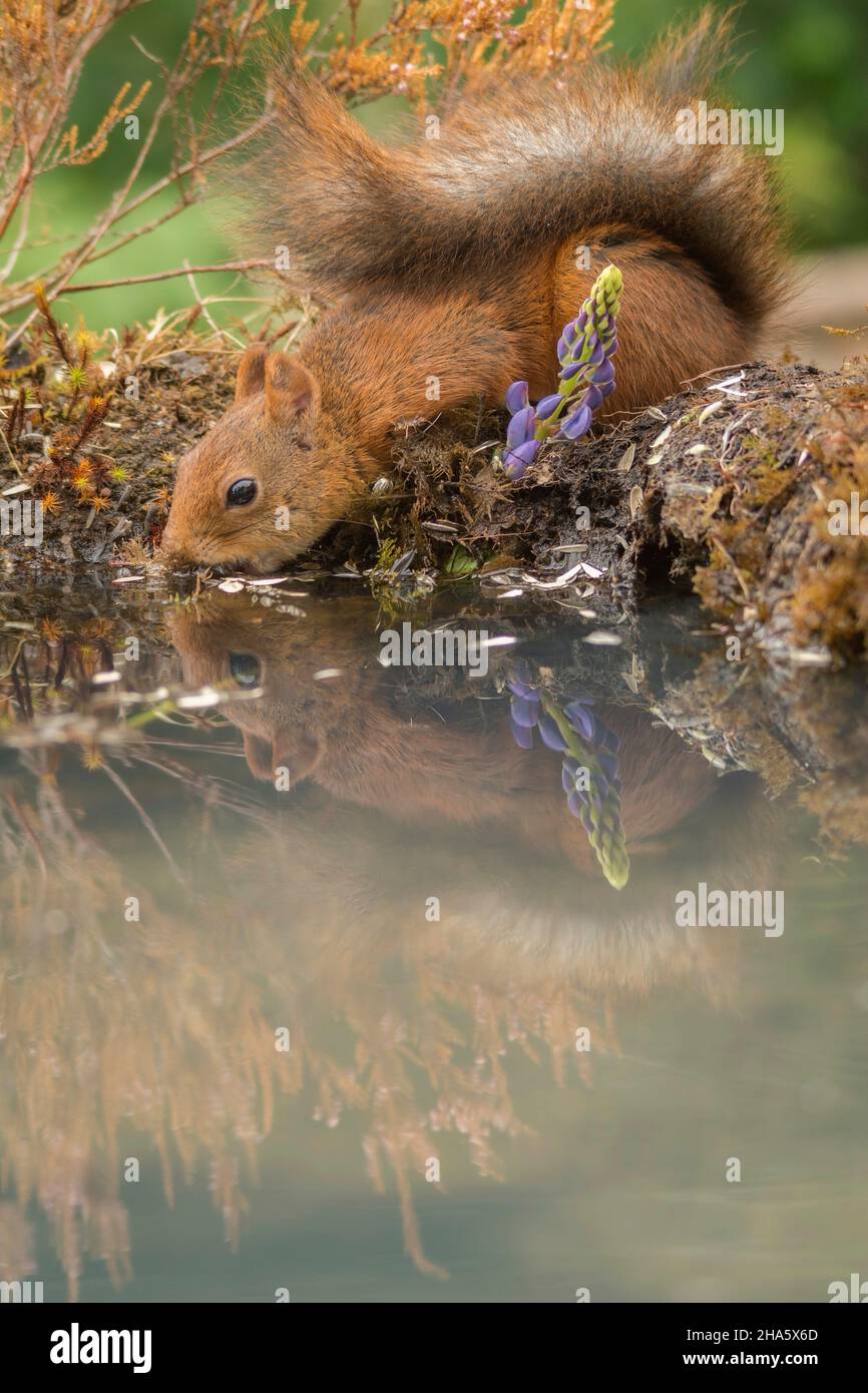 red squirrel drinking water standing with a pool and lupine Stock Photo ...