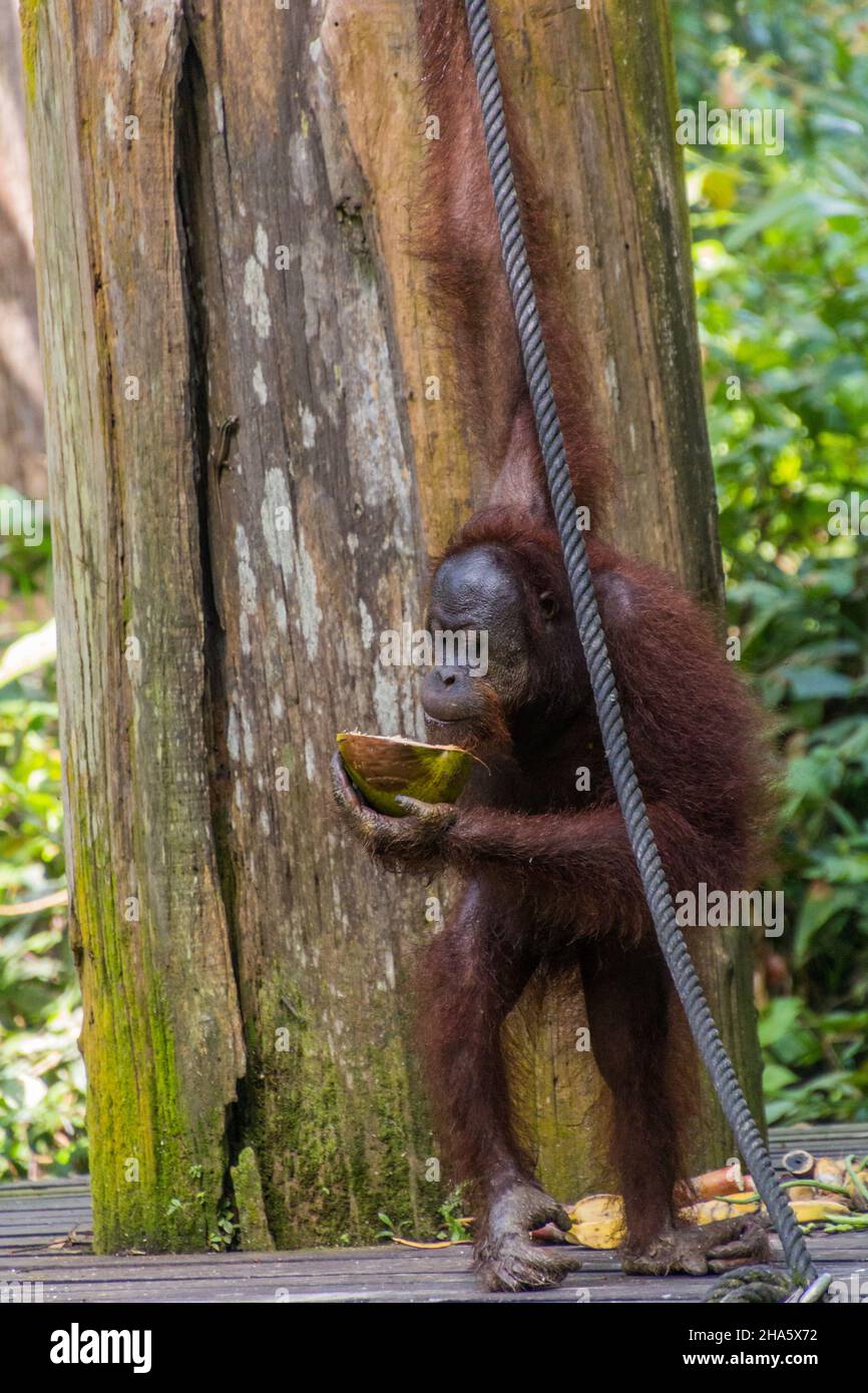 Bornean orangutan Pongo pygmaeus eating coconut in Sepilok Orangutan Rehabilitation Centre, Borneo island, Malaysia Stock Photo