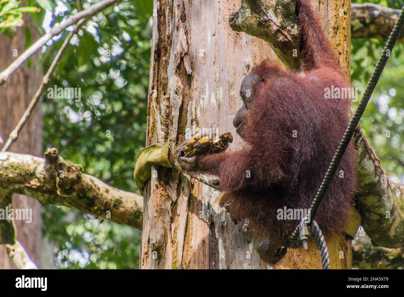 Bornean orangutan Pongo pygmaeus eating bananas in Sepilok Orangutan Rehabilitation Centre, Borneo island, Malaysia Stock Photo