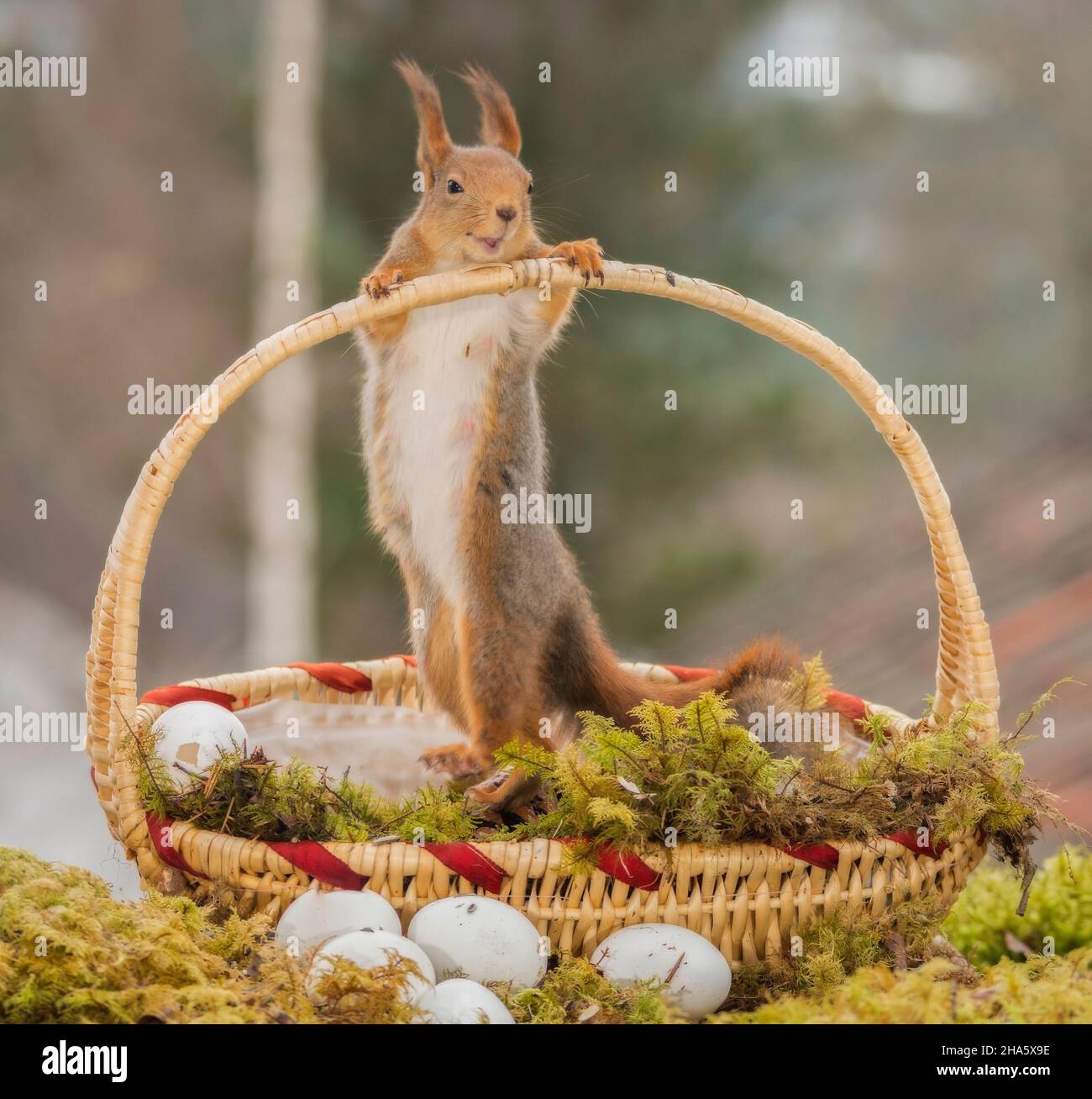 close up of a red squirrel in basket and eggs with moving blurry leg Stock Photo