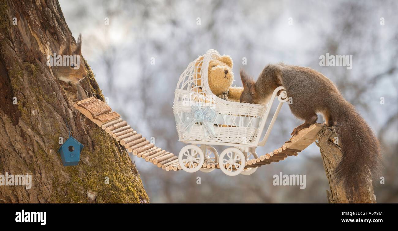 red squirrels standing on bridge and in a hole with baby stroller Stock Photo