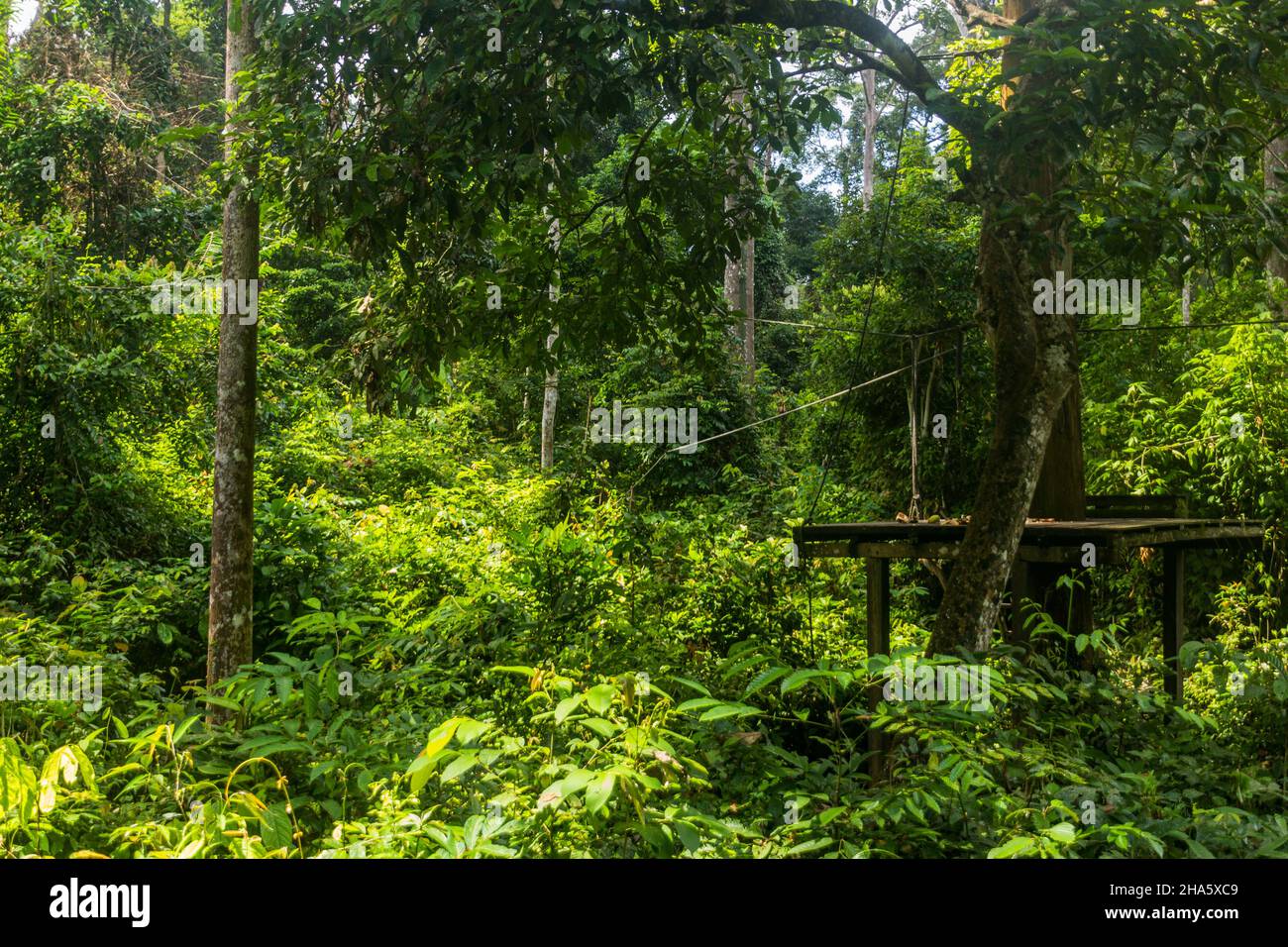 Feeding platform in Sepilok Orangutan Rehabilitation Centre, Borneo island, Malaysia Stock Photo