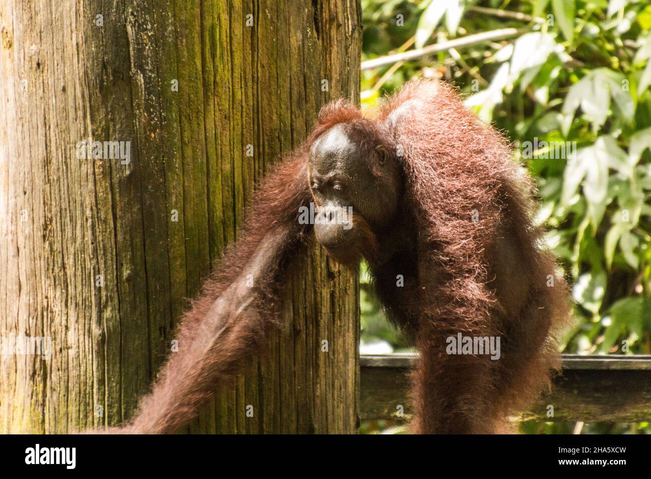 Bornean orangutan Pongo pygmaeus in Sepilok Orangutan Rehabilitation Centre, Borneo island, Malaysia Stock Photo