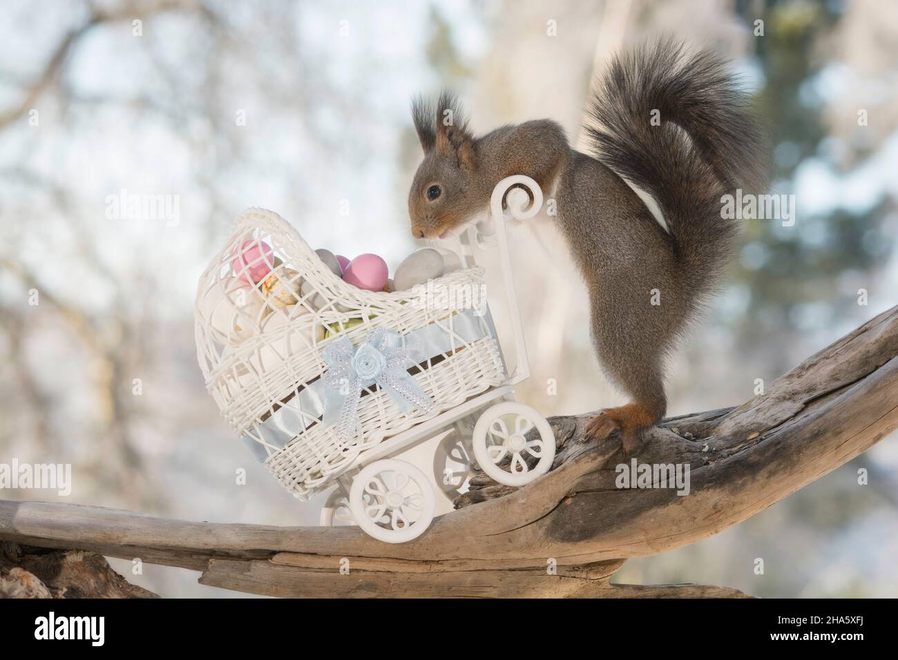 red squirrel with stroller and eggs Stock Photo