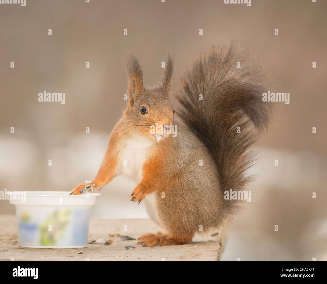red squirrel standing with a cup of yogurt Stock Photo Alamy