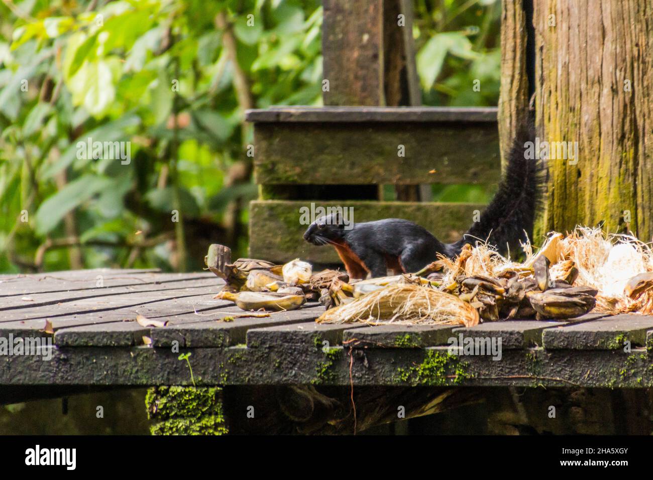 Prevost's squirrel Callosciurus prevostii in Sepilok Orangutan Rehabilitation Centre, Sabah, Malaysia Stock Photo