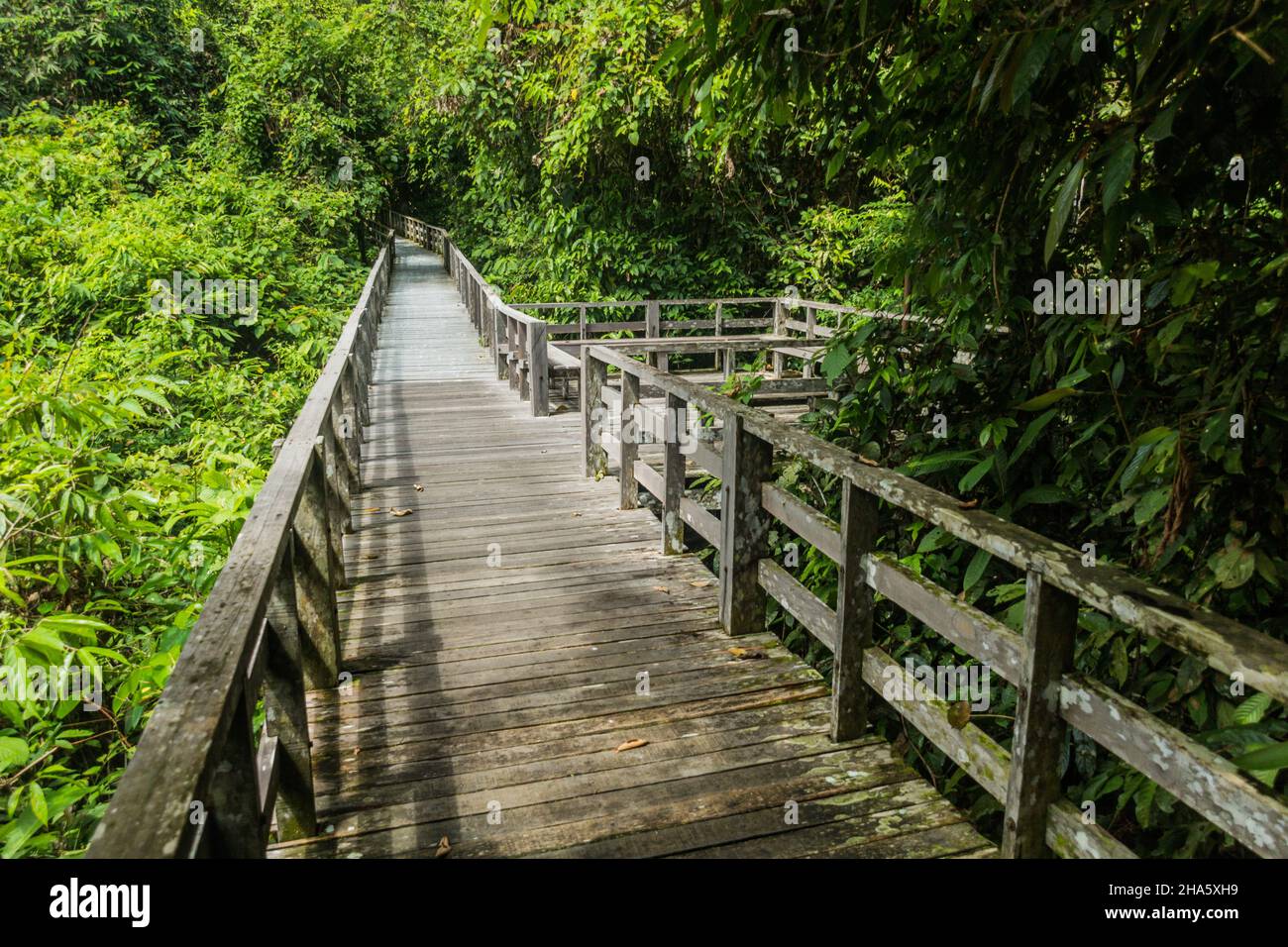 Boardwalk in Sepilok Orangutan Rehabilitation Centre, Borneo island, Malaysia Stock Photo