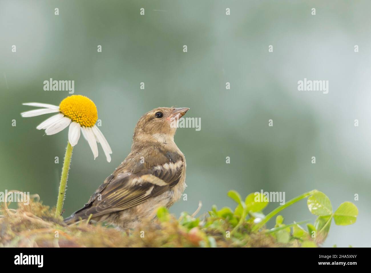 young bullfinch standing between flowers while raining Stock Photo
