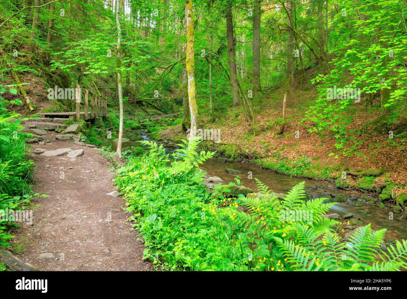 hiking trail through the lotenbachklamm,wutach gorge,southern black forest nature park,baden-wuerttemberg,germany Stock Photo