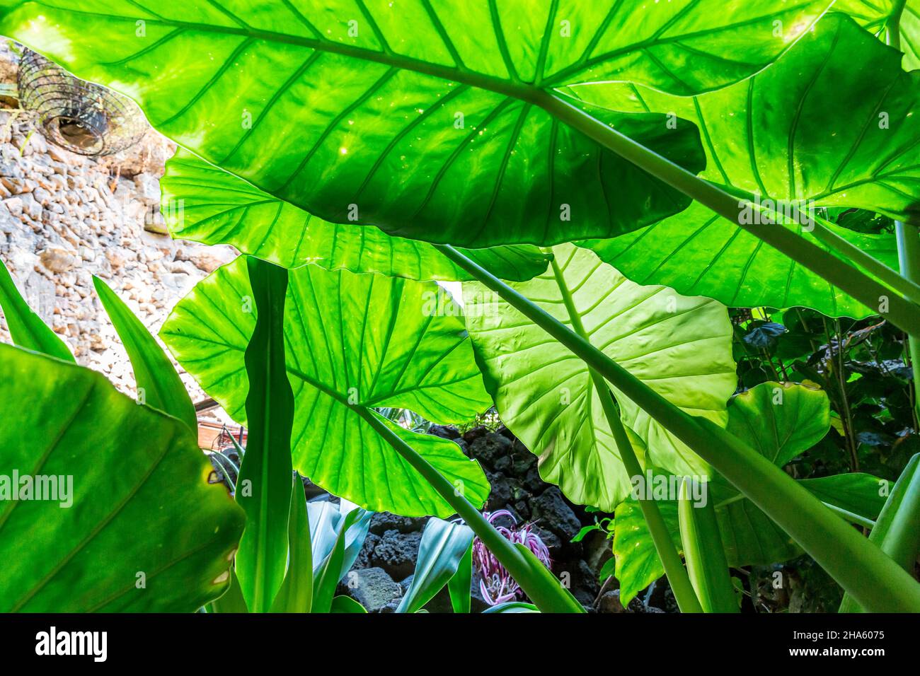 banana palm,jameos del agua,art and cultural site,built by césar manrique,spanish artist from lanzarote,1919-1992,lanzarote,canaries,canary islands,spain,europe Stock Photo