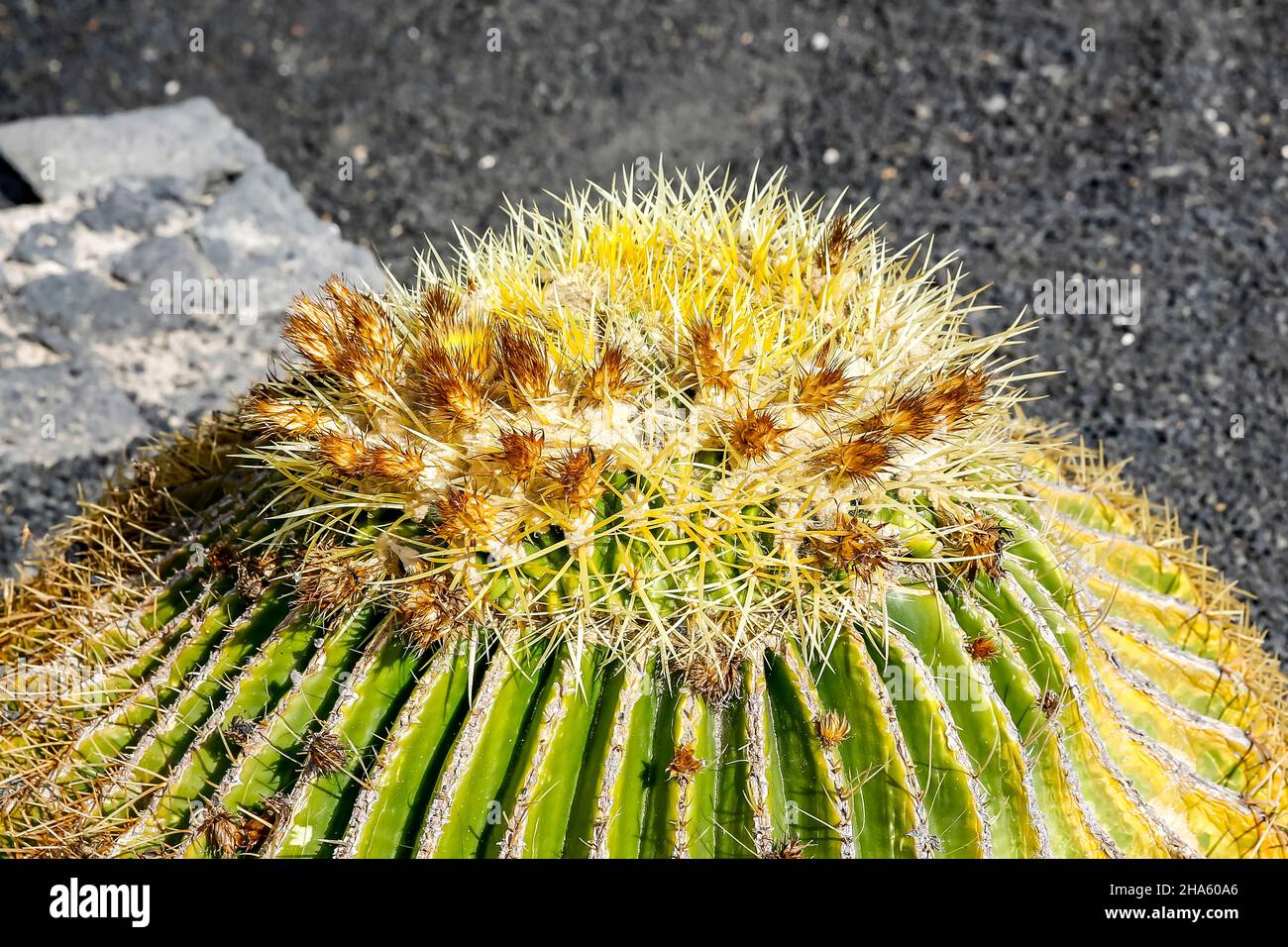 cactus,mother-in-law,gold ball cactus,(echinocactus grusonii),costa teguise,lanzarote,canaries,canary islands,spain Stock Photo