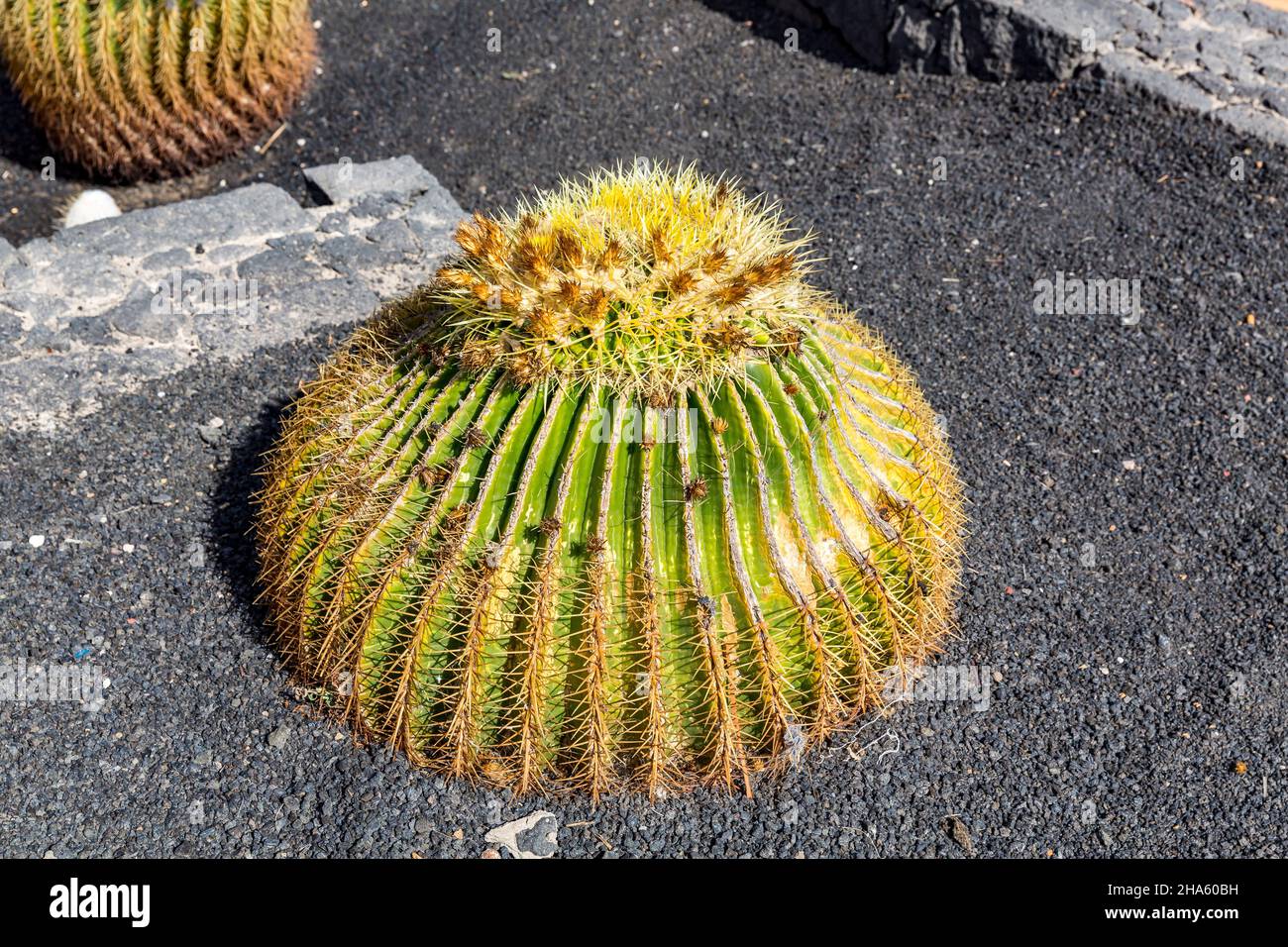cactus,mother-in-law,gold ball cactus,(echinocactus grusonii),costa teguise,lanzarote,canaries,canary islands,spain Stock Photo