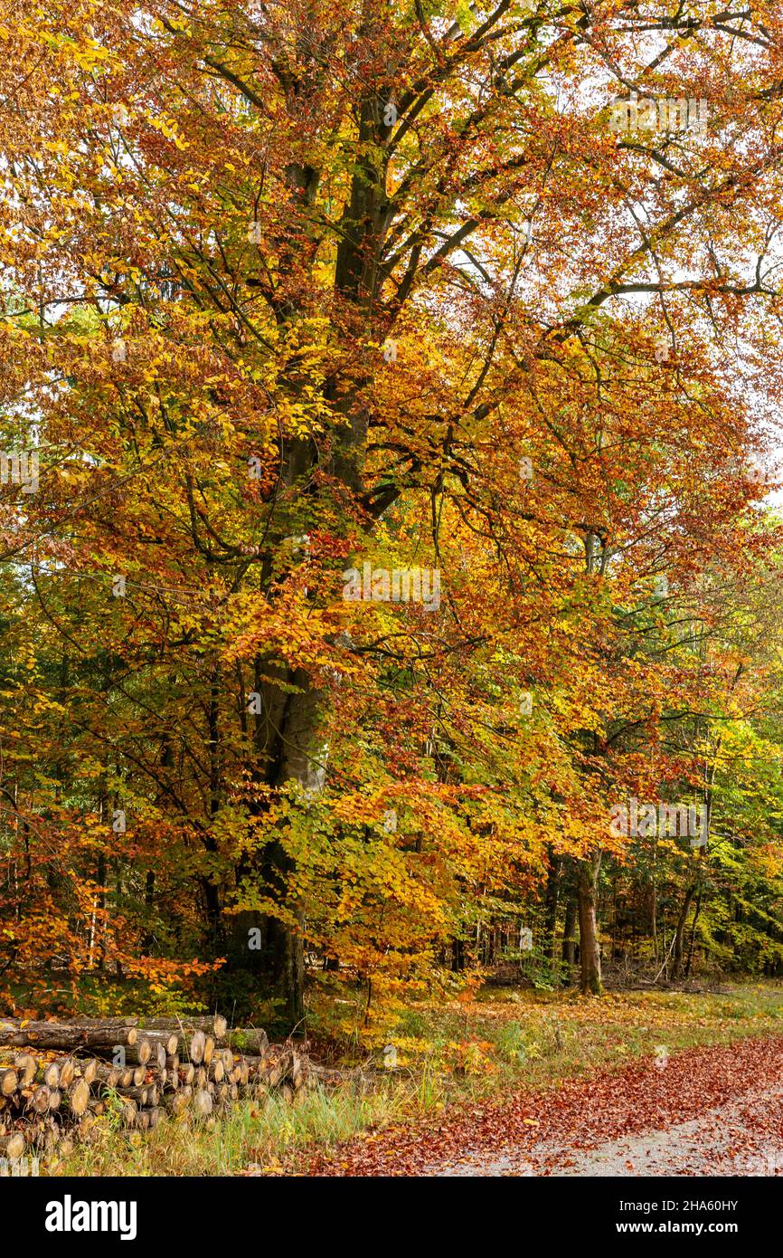 beech trees with autumn leaves,in schönbuch on schaichhof allee,altdorf,baden-wuerttemberg,germany Stock Photo