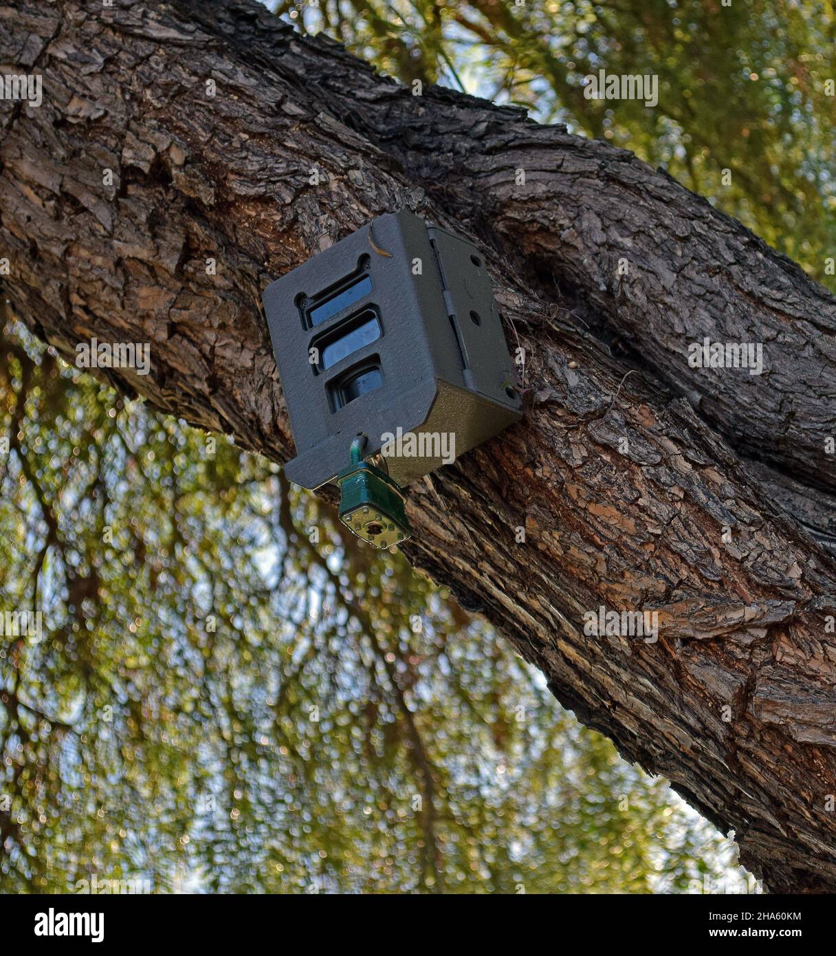 research box on tree limb in Quarry Lake regional park, Fremont, California, Stock Photo
