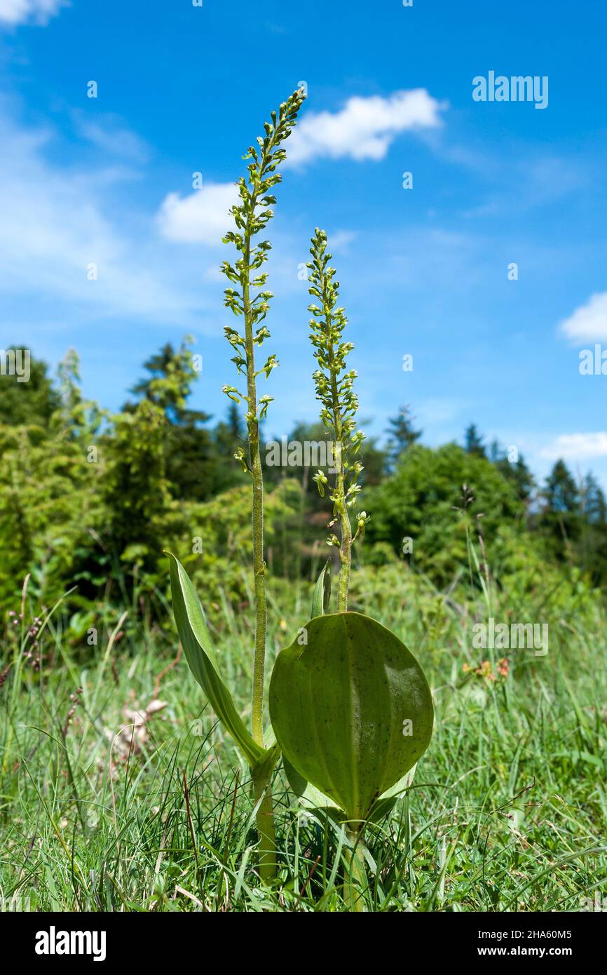 blaubeuren-pappelau,greater twayblade,listera ovata,orchid family,orchidaceae,blaubeuren,baden-württemberg,germany Stock Photo
