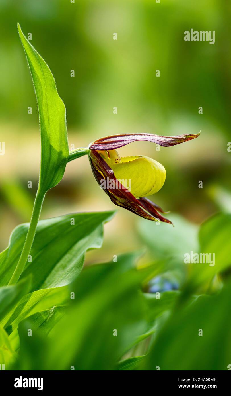 germany,baden-wuerttemberg,hohenstein-eglingen,yellow lady's slipper,cypripedium calceolus,orchid Stock Photo
