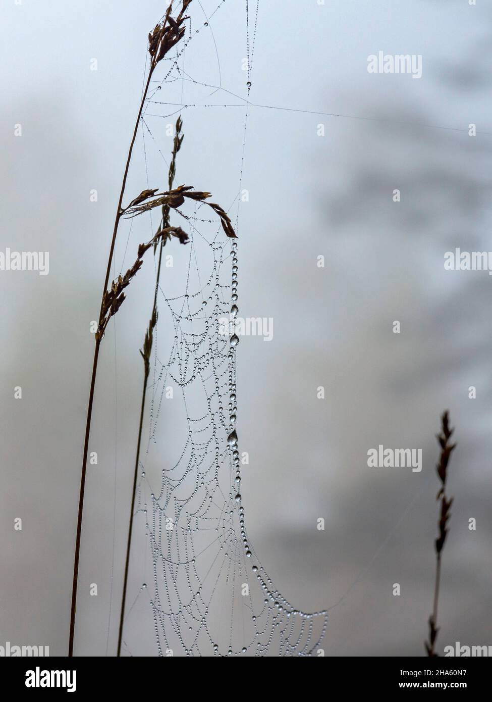 pigeon-web spider web on a blade of grass in schönbuch near the birkensee natural monument,altdorf,baden-württemberg,germany Stock Photo
