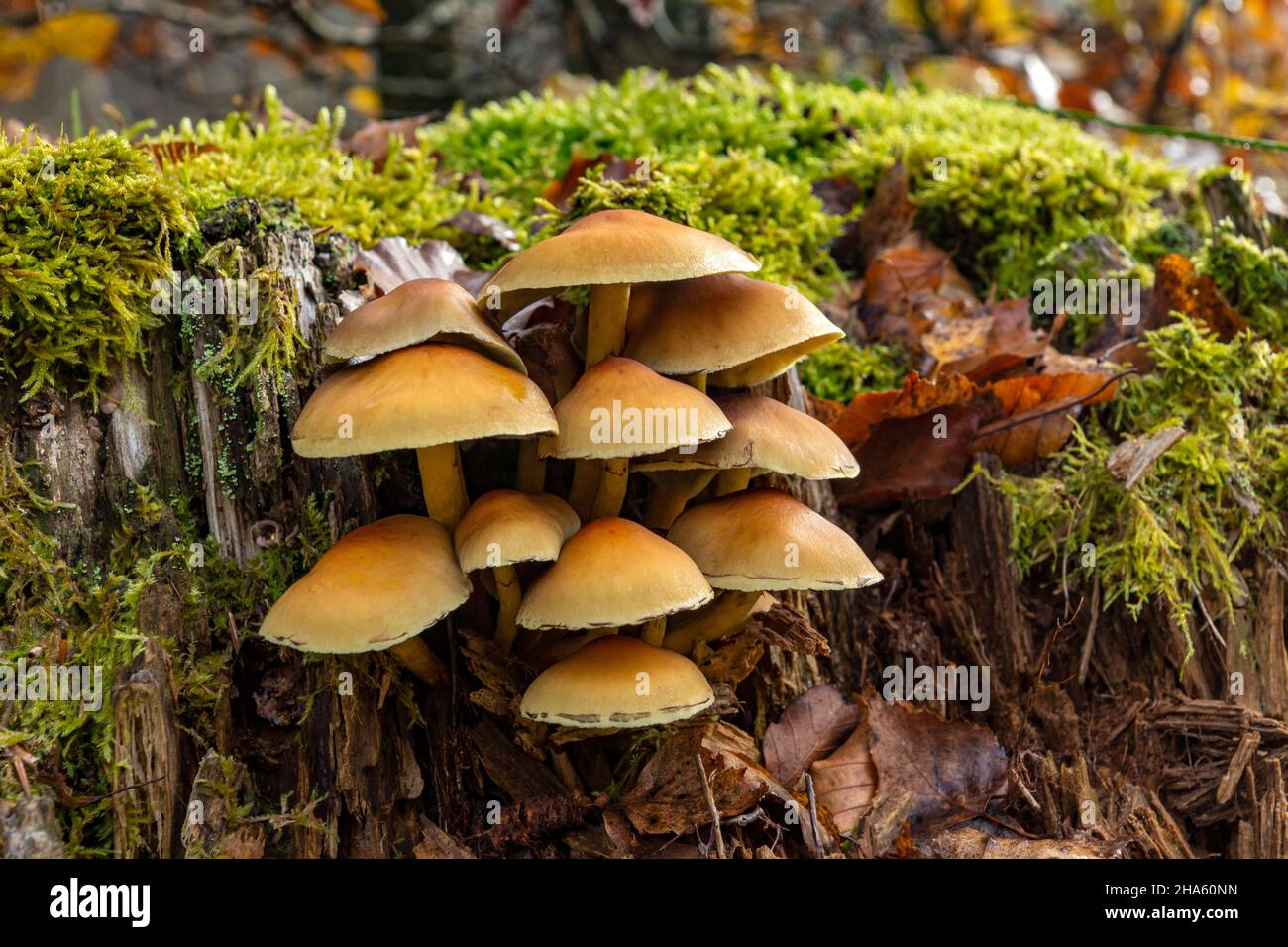the conifer tuft is a type of mushroom from the family of traulle relatives. it mostly grows on coniferous wood,baden-württemberg,germany Stock Photo