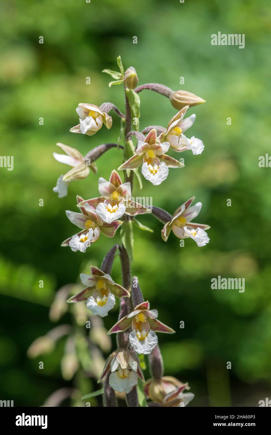 germany,baden-württemberg,tübingen,epipactis palustris,marsh orchid Stock Photo