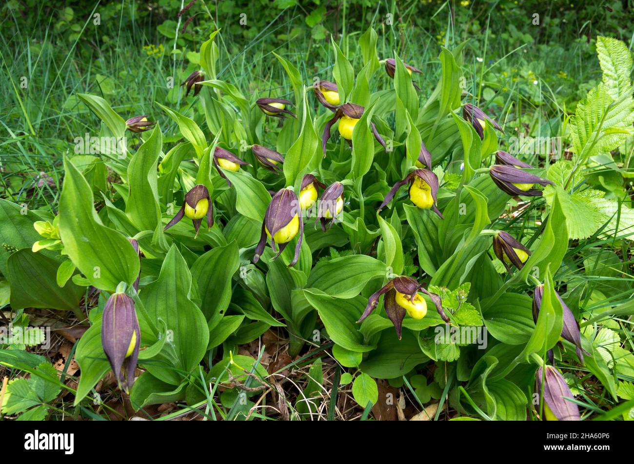germany,baden-wuerttemberg,hohenstein-eglingen,yellow lady's slipper,cypripedium calceolus,orchid Stock Photo