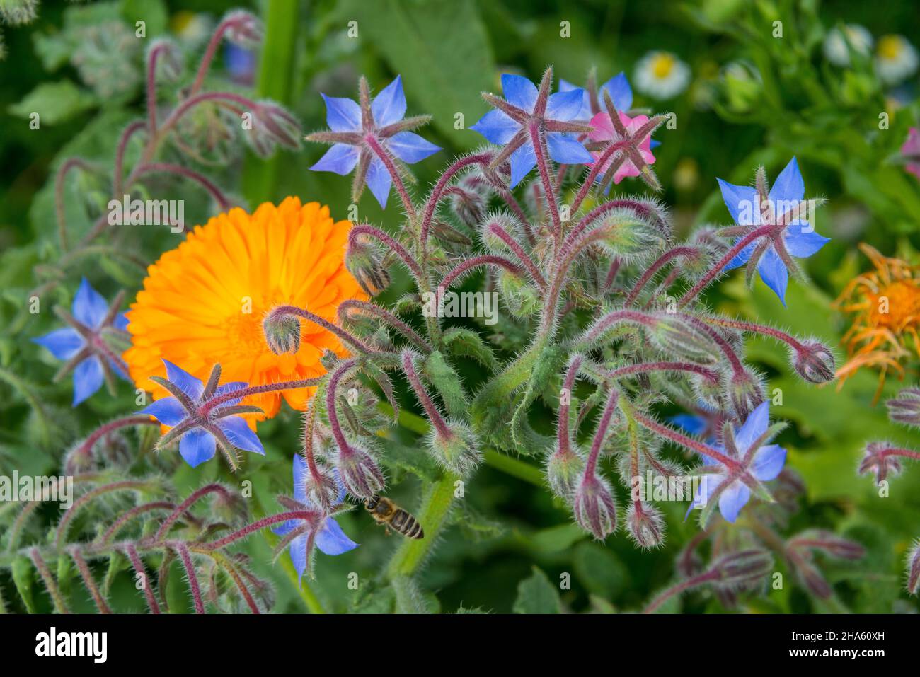 italy,south tyrol,trentino-south tyrol,alto adige,vinschgau,kastelbell,marein,my parents' garden in summer (july) Stock Photo