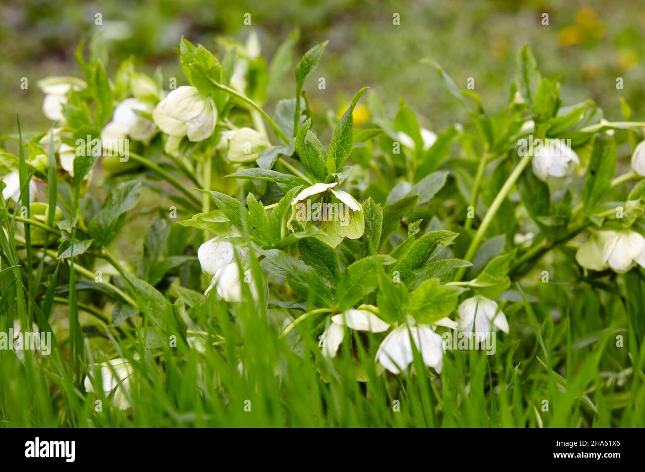 Helleborus in organic garden, known as Winter rose, Christmas rose and Lenten rose. Family name Ranunculaceae, Scientific name Hellebores Stock Photo