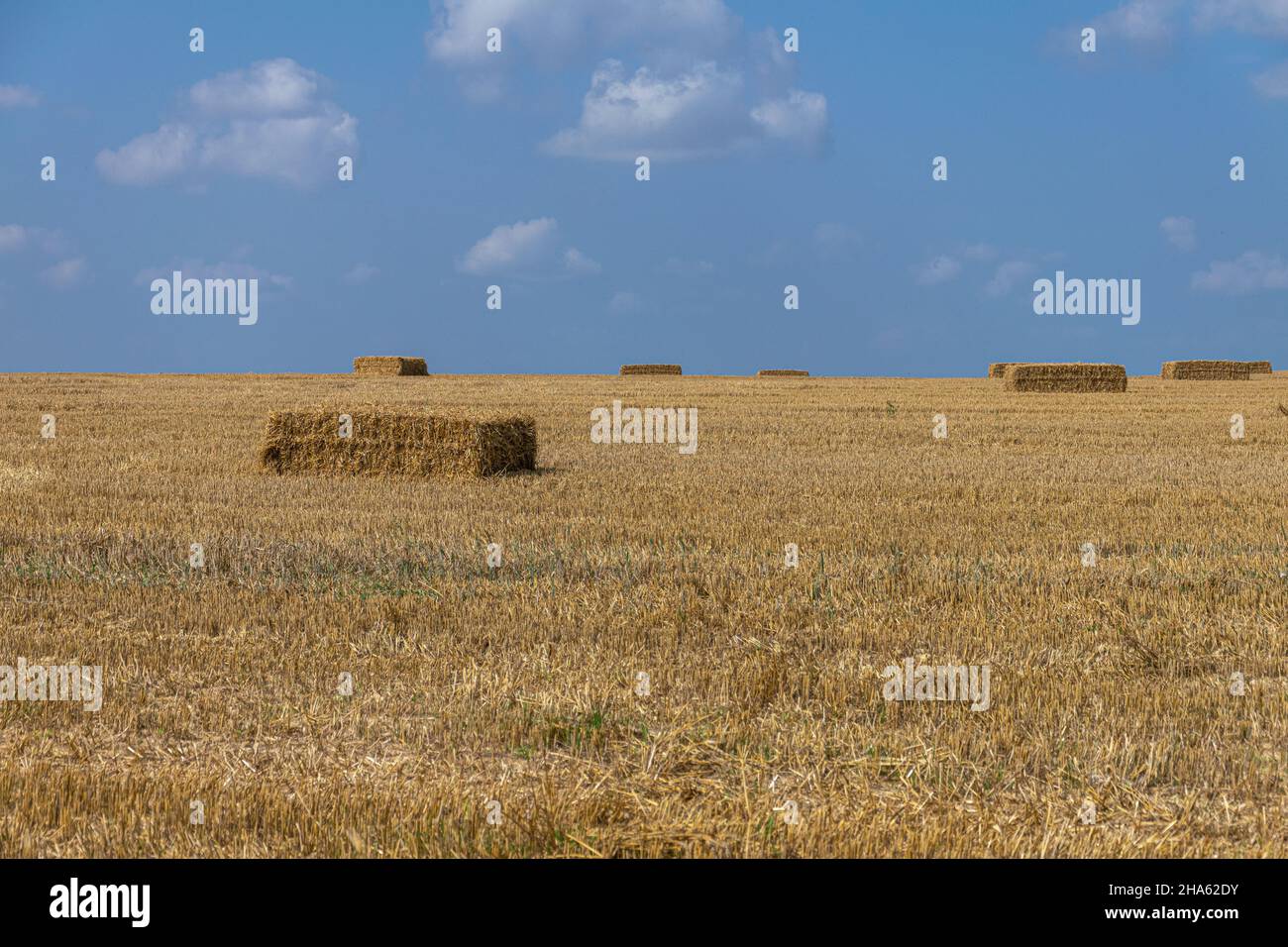 A field after harvest with rectangular bales Stock Photo