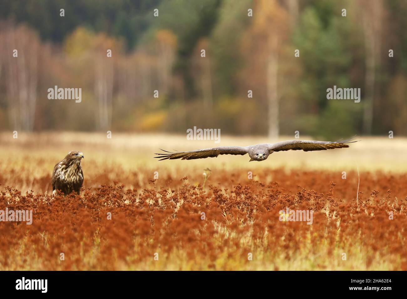 Common buzzard (Buteo buteo) is a medium bird of prey, pait on meadow in autumn Stock Photo