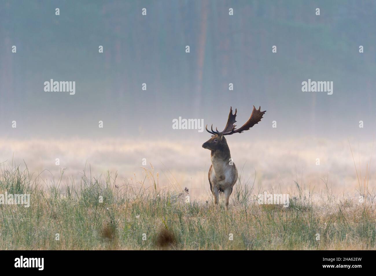 fallow deer on an open space in the fog,cervus dama,autumn,october,hesse,germany,europe Stock Photo