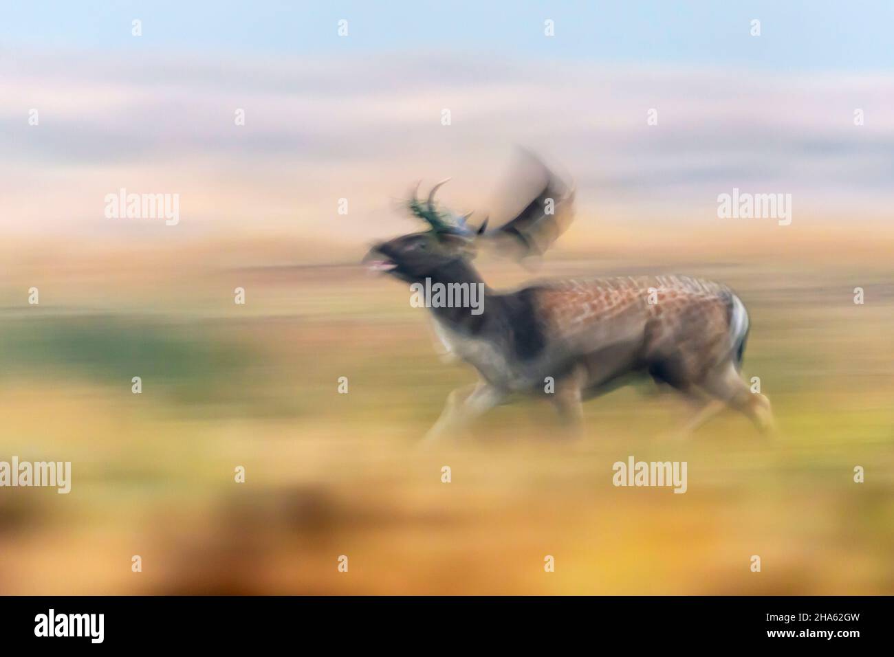 running fallow deer in the rut on an open area,cervus dama,autumn,october,hesse,germany,europe Stock Photo