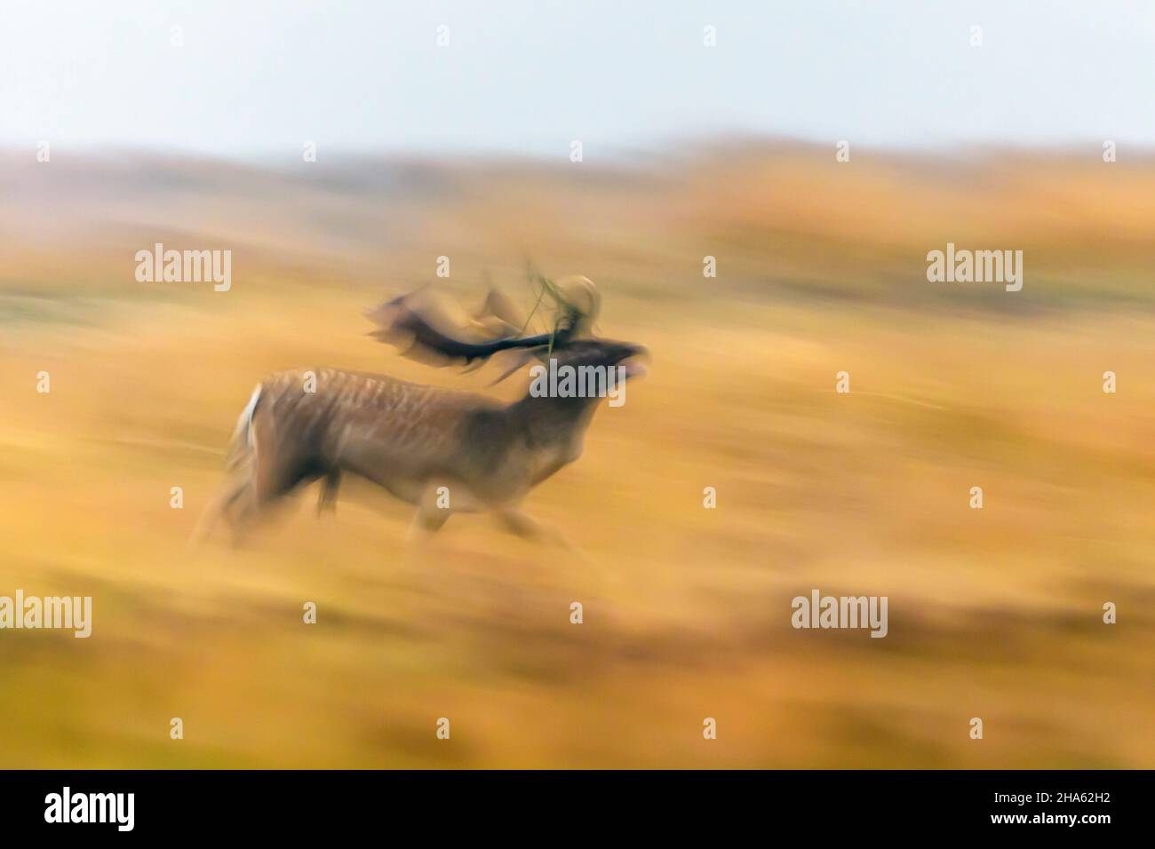 running fallow deer in the rut on an open area,cervus dama,autumn,october,hesse,germany,europe Stock Photo