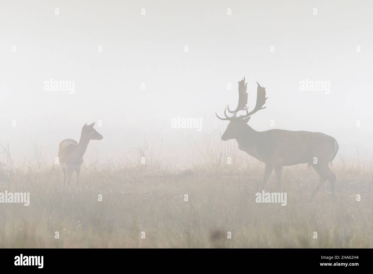 fallow deer and damtiier on an open space in the fog,cervus dama,autumn,october,hesse,germany,europe Stock Photo