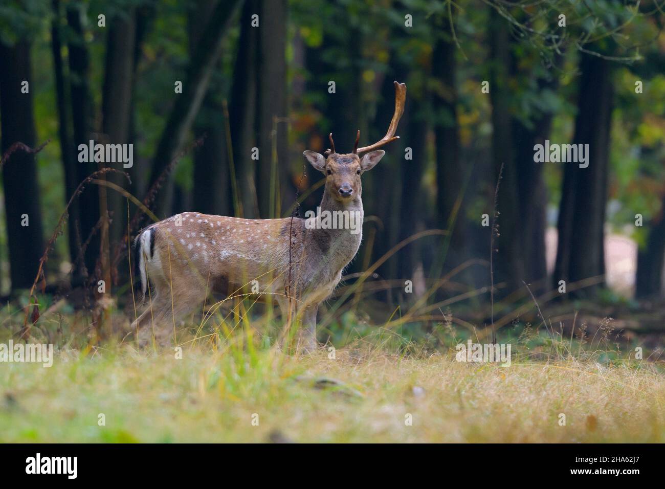 fallow deer with broken shovel (antlers) in the forest,cervus dama,autumn,hesse,germany,europe Stock Photo