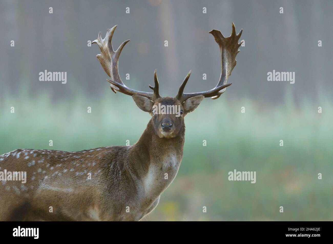 fallow deer in an open space,cervus dama,autumn,october,hesse,germany,europe Stock Photo