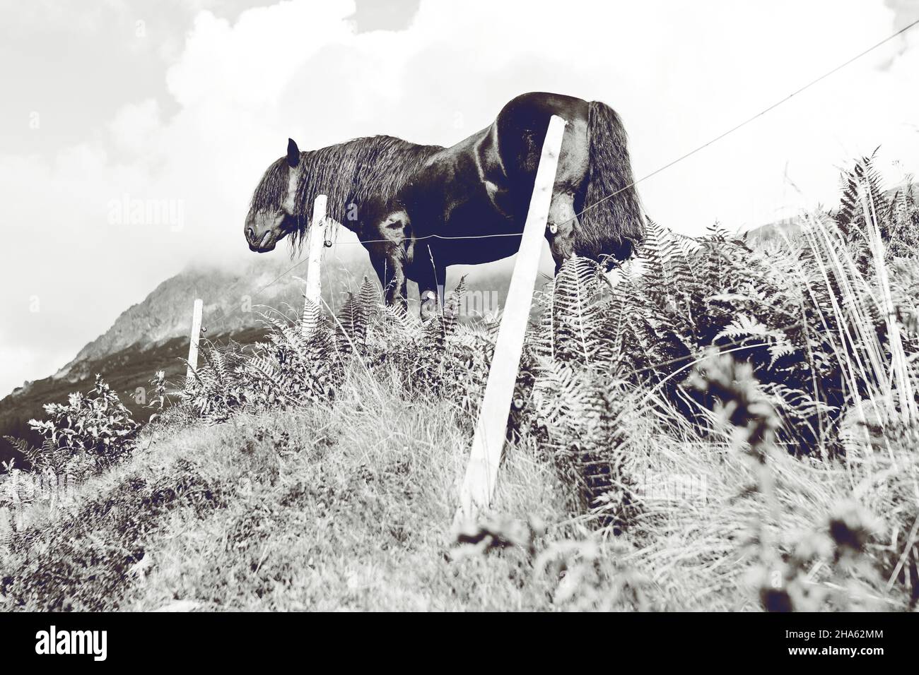 noriker stallion in the spertental near aschau / kirchberg in tirol in the kitzbühel alps in tirol Stock Photo