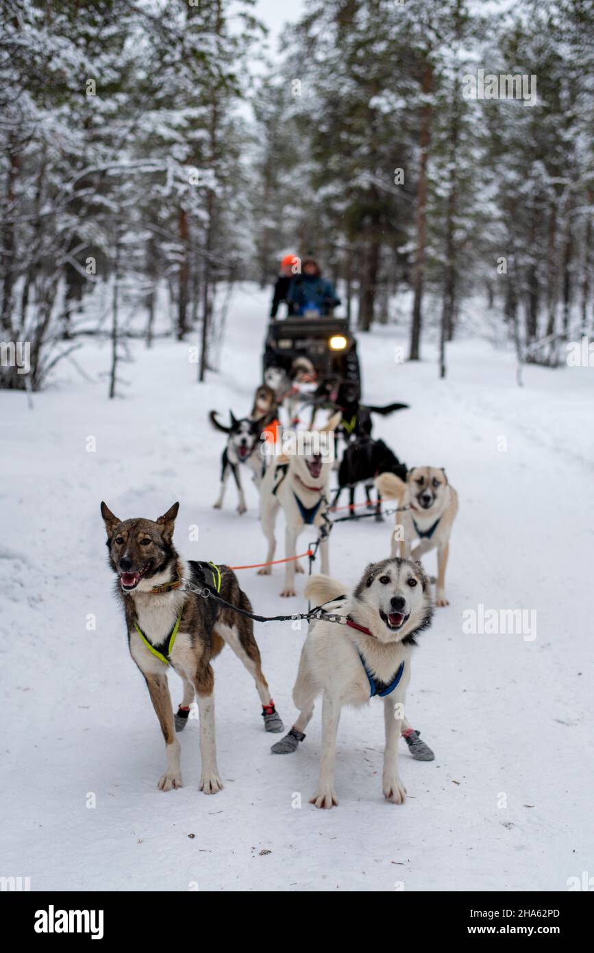 siberian huskies,sled dogs,lapland,finland Stock Photo