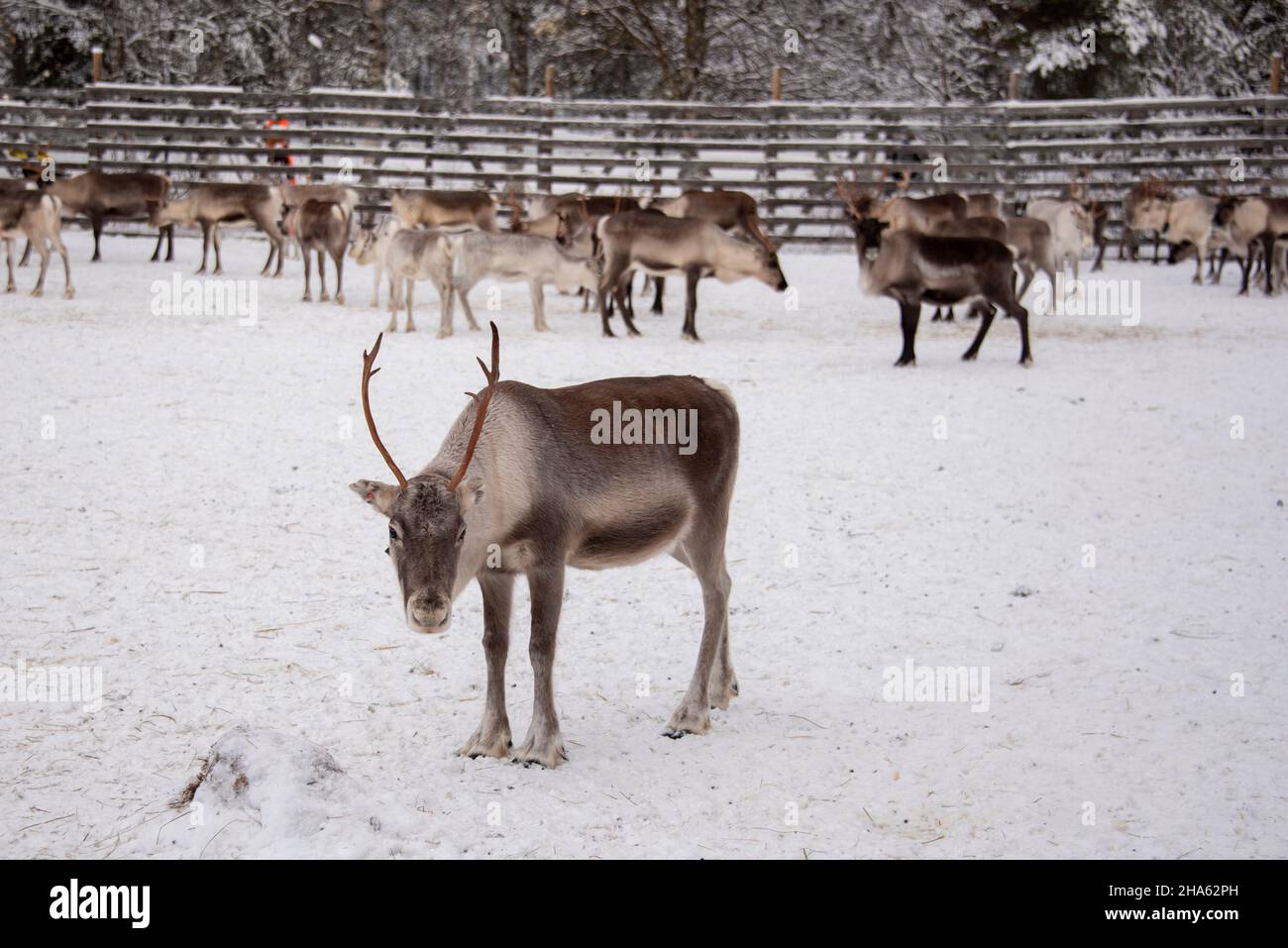 Lapland tundra finland hires stock photography and images Alamy