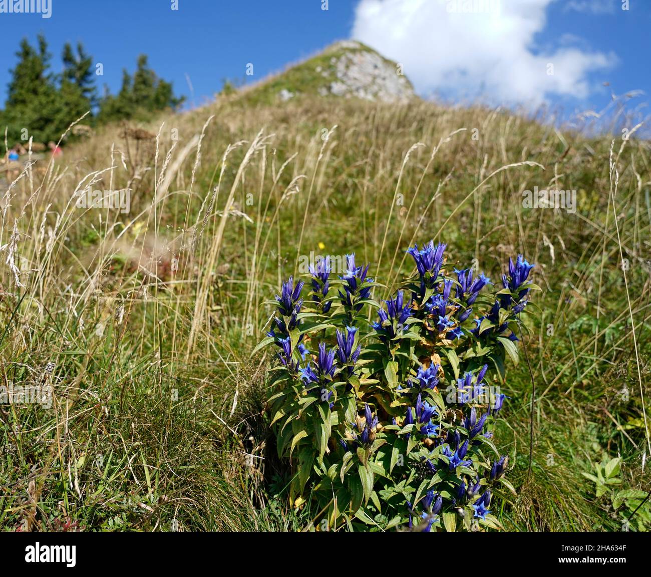 Swallow Root Gentian Hi Res Stock Photography And Images Alamy