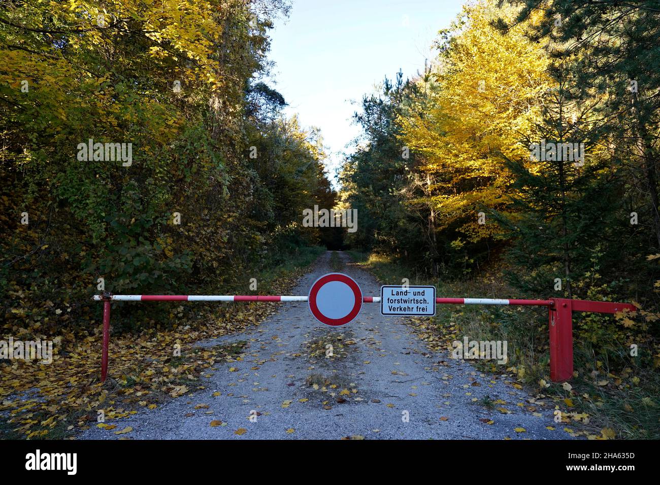 germany,bavaria,upper bavaria,altötting district,mixed forest,autumnal colorful deciduous trees,forest road,locked,barrier Stock Photo