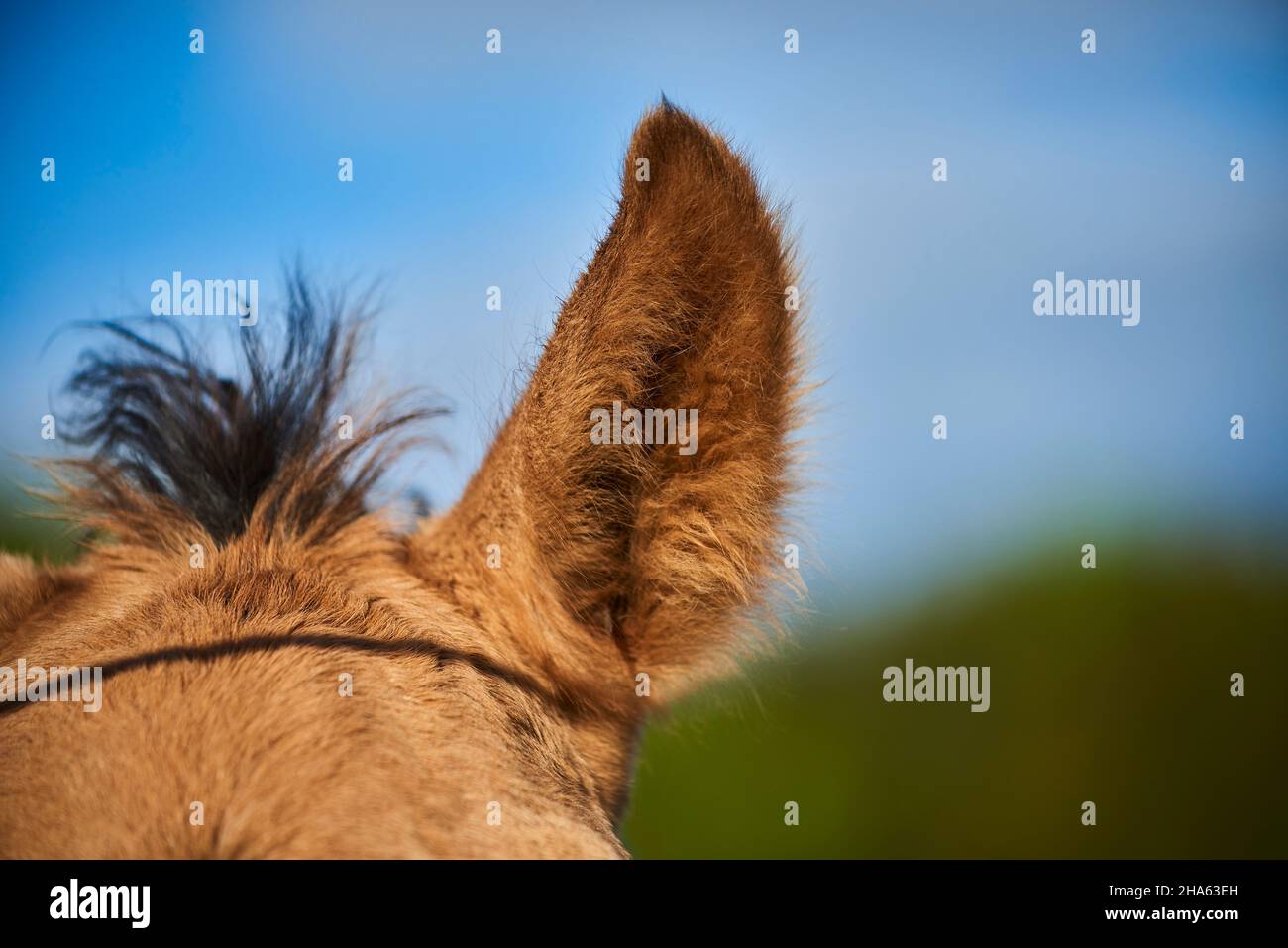 domestic horse (equus caballus),american quarter horse,foal,ear,detail Stock Photo