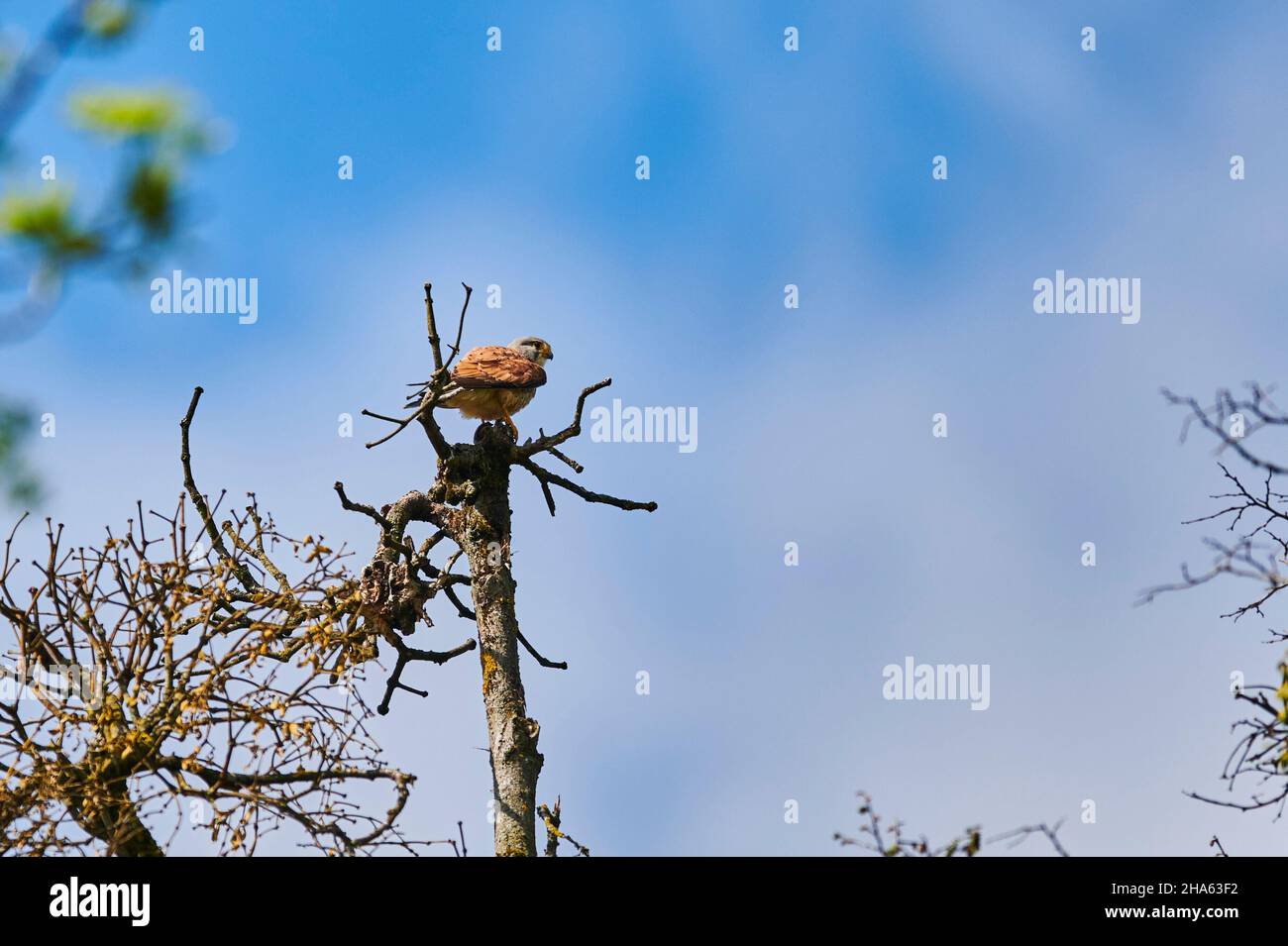 kestrel (falco tinnunculus) sitting on a tree,bavaria,germany Stock Photo