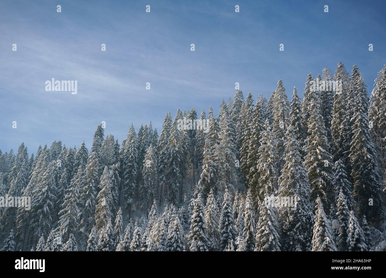 Pine trees forest mountain hi-res stock photography and images - Alamy