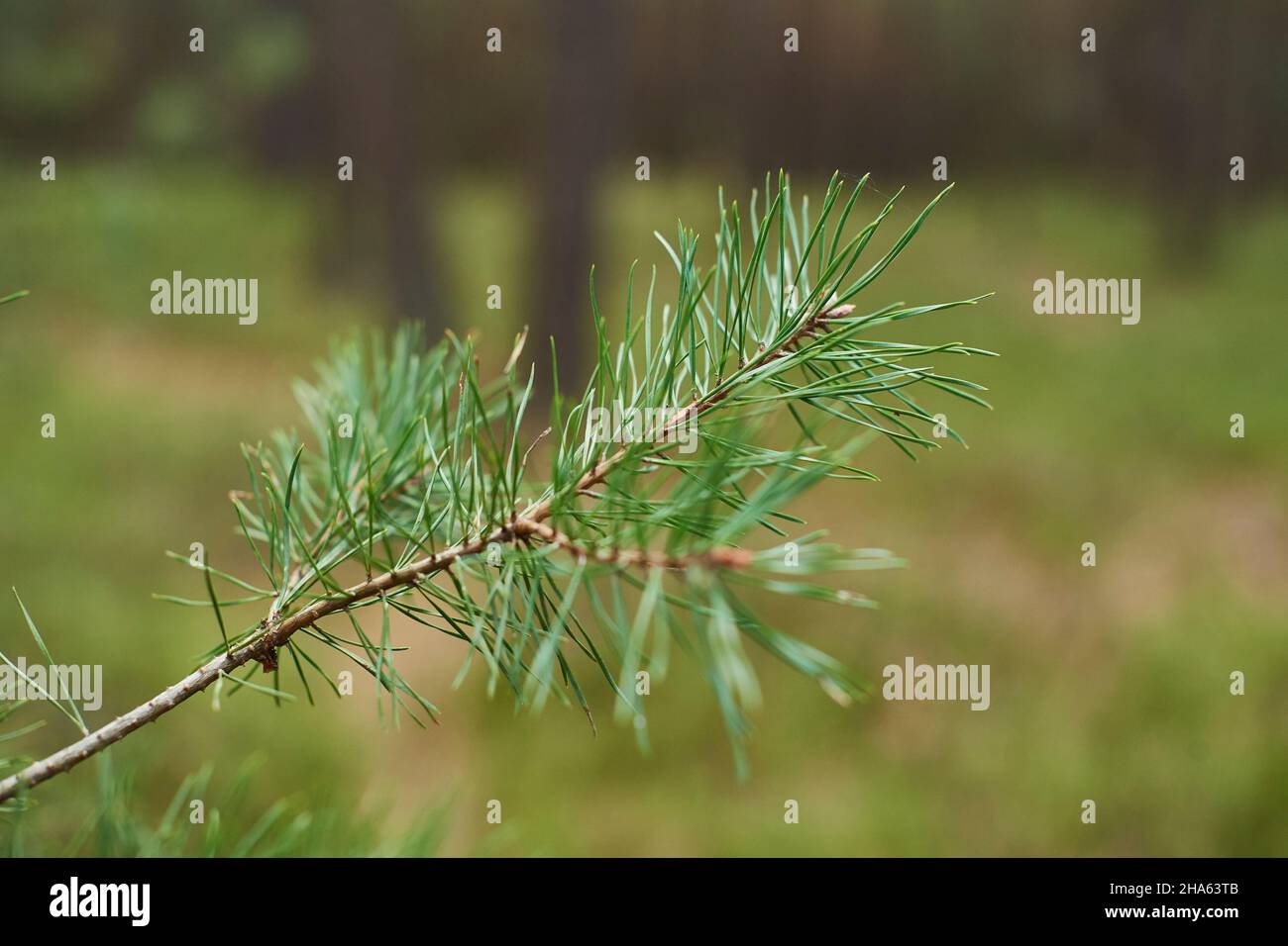young scots pine (pinus sylvestris),branch,twig,needles,bavaria,germany Stock Photo