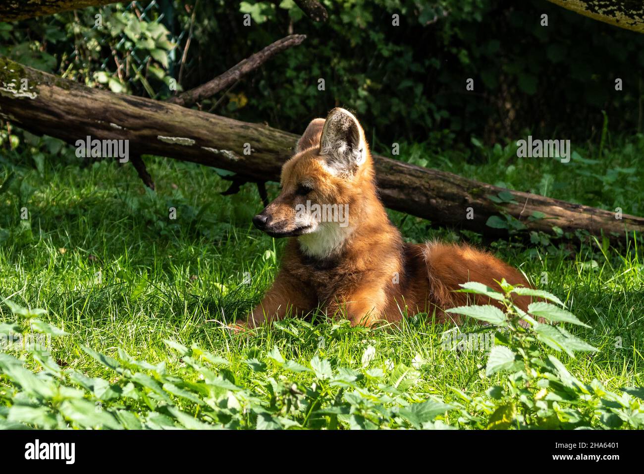 The Maned Wolf, Chrysocyon brachyurus is the largest canid of South America. This mammal lives in open and semi-open habitats, especially grasslands w Stock Photo