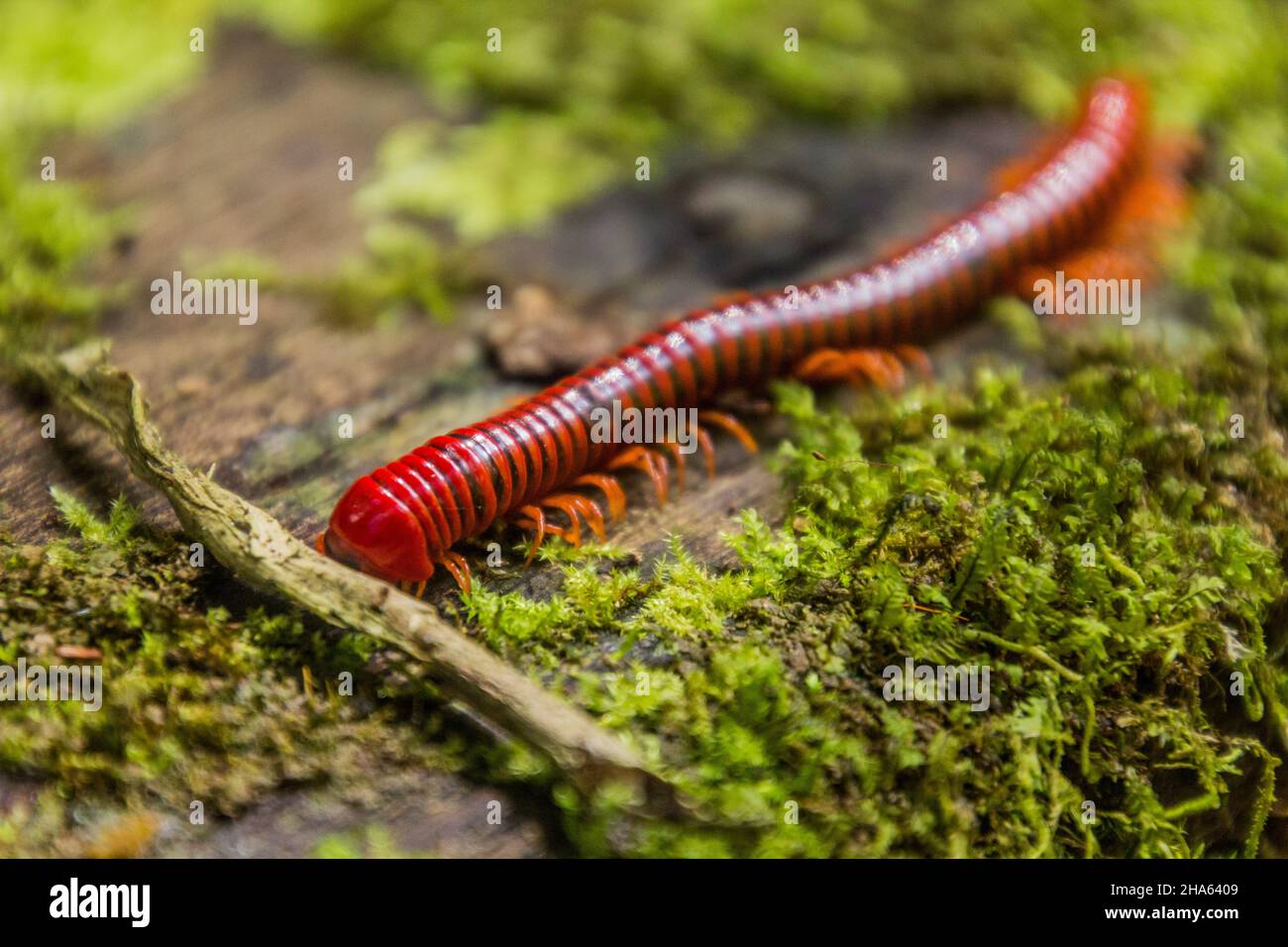 Trachelomegalus millipede in Niah National Park, Malaysia Stock Photo